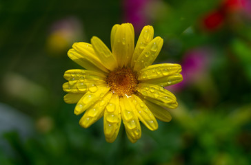 Golden Butterfly Daisy