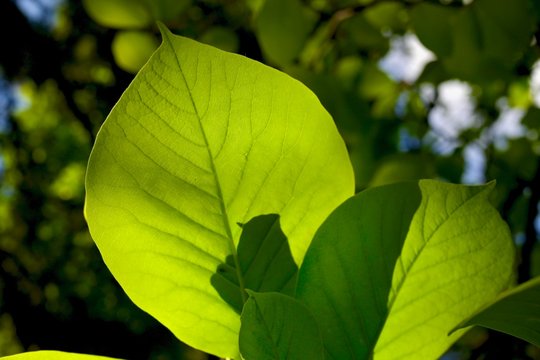 Sun shining thru a leaf