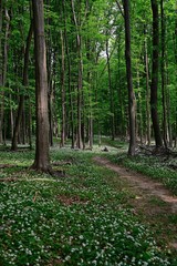 Ramsons in the Vienna Woods
