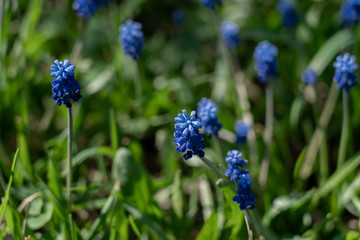 View of a tiny bright blue flowers and green grass growing from the ground in spring
