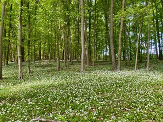 Ramsons in the Vienna Woods