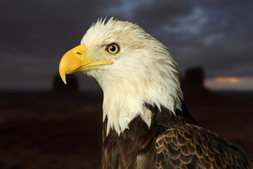 Portrait of an bald eagle