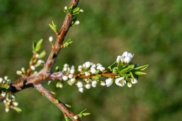 blooming plum tree twig with tiny white flowers and green buds in the garden in spring