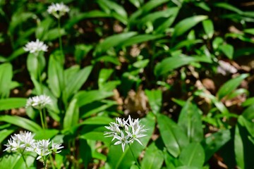 Ramsons in the Vienna Woods