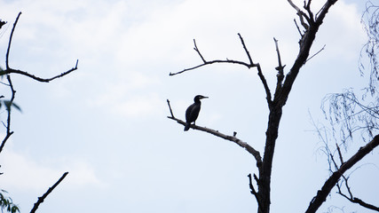 Kormoran