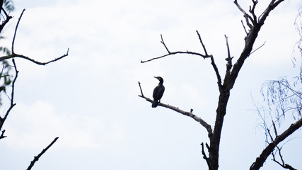 Kormoran