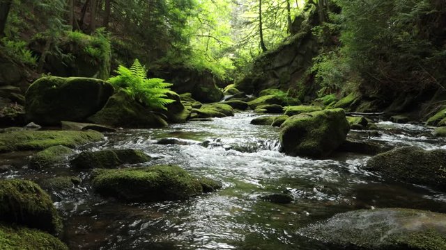 Whatcom River Flowing Down Cascading Falls and Over Beautiful Moss Covered Rocks