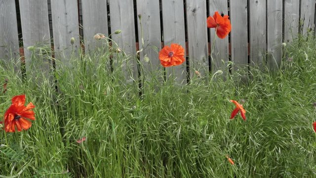 Poppies and Tall Grass against Fence Blowing in the Gentle Breeze