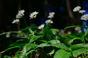 Ramsons in the Vienna Woods