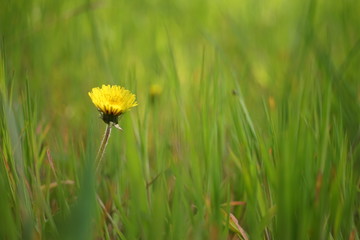 One yellow dandelion flower grow in a spring green grass.