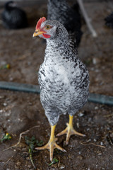 Closeup portrait of a single domestic speckled hen which is standing on the ground in front of meshy fence in a hutch