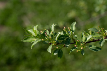 Obraz premium Macro view of apple twig with new leaves, buds and buttons in a sunny day in spring