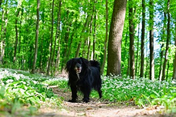 Dog walking among ramsons in the vienna woods
