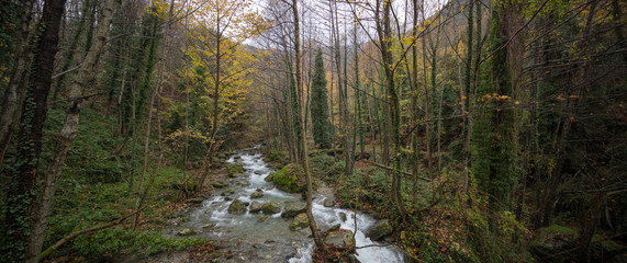 River passing the forest with trees