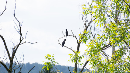 Kormoran