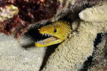 Fangtooth Moray Eel or Tiger Moray. Fethiye, Turkey.