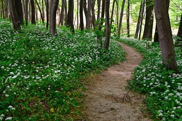Fototapeta premium Ramsons in the Vienna Wood during spring 