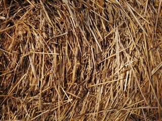 Yellow golden source of old hay