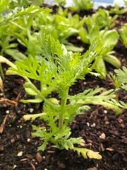 young green plant