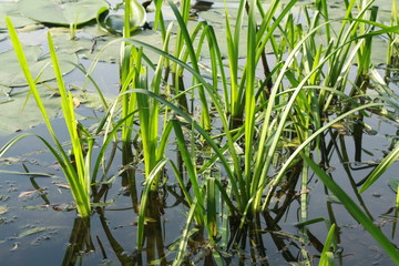 Obraz premium green grass in the water