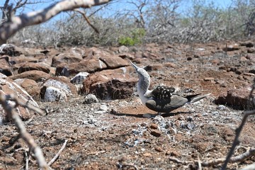 A beach and fauna on the Galapagos Islands 