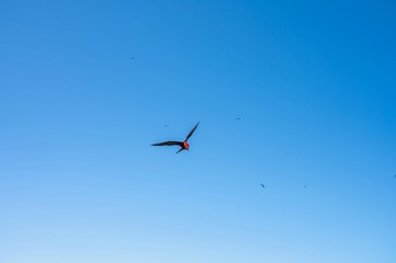 Fregata magnificens. Frigatebird Galapagos