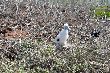 Fregata magnificens. Frigatebird Galapagos