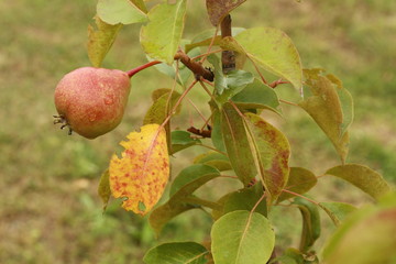apples on a tree