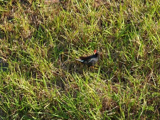 moorhen in the grass