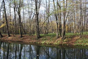 Obraz premium trees in the lake