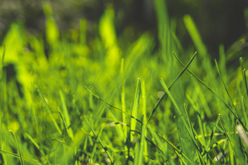 Spring green grass Under the bright sun. natural backgrounds