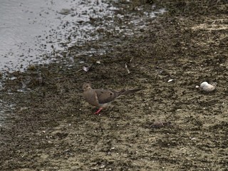 mourning dove on the beach