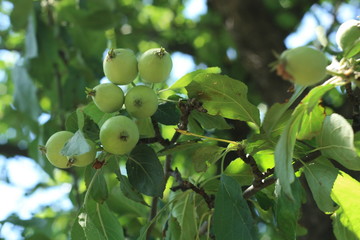 green apples on a tree