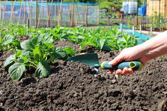 A gardener using a garden trowel to earth up potato plants on a allotment.