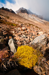 Autumn in Torres de Paine National Park, Chile.