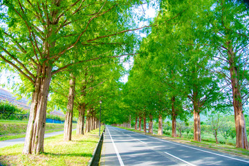 Obraz premium 並木道