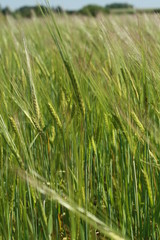 field of wheat