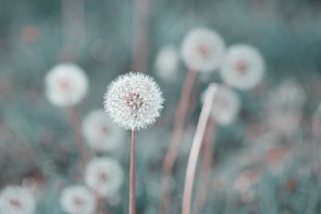 Dandelion abstract background. Beautiful white fluffy dandelions, dandelion seeds in sunlight. Blurred natural green spring background, macro, selective focus, close up