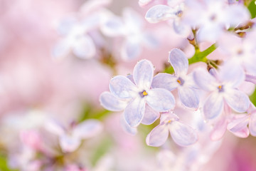 Fototapeta na wymiar Lilac. Blurred floral romantic background with lilac delicate purple flowers. Branches of flowering or blossoming lilac. Syringa vulgaris. Mother's Day holiday. Copy space, macro, close up, selective 