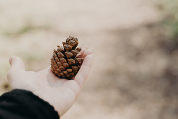 A pine lump on a woman's palm. A brown bump. Place for text