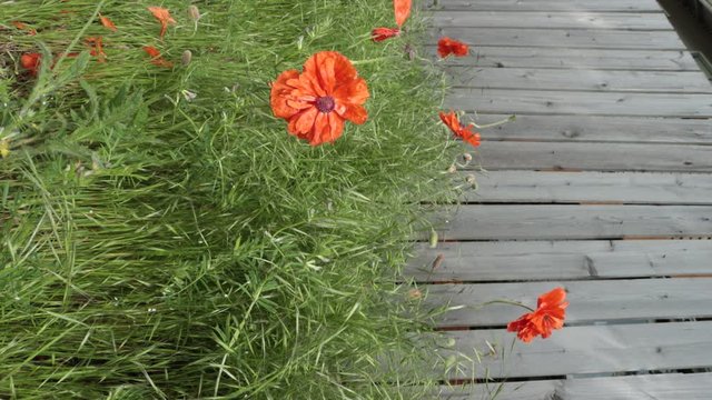 Poppies and Tall Grass against Fence Blowing in the Gentle Breeze