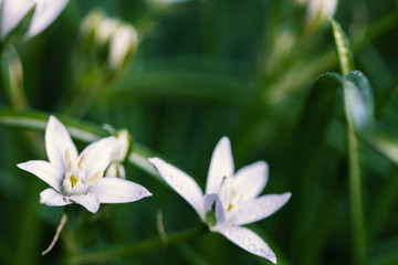 Fototapeta na wymiar Spring wildflower star-of-bethlehem (Ornithogalum umbellatum - Latin name). White grass lilies in the field, flowering plant. Garden flower