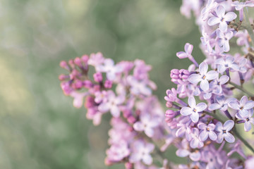 Lilac. Blurred floral romantic background with lilac delicate purple flowers. Branches of flowering or blossoming lilac. Syringa vulgaris. Mother's Day holiday. Copy space, macro, close up, selective 