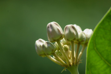 crown flower bud in the garden
