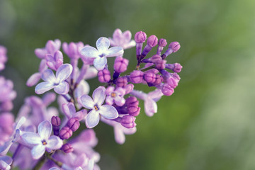 Fototapeta na wymiar Lilac. Blurred floral romantic background with lilac delicate purple flowers. Branches of flowering or blossoming lilac. Syringa vulgaris. Mother's Day holiday. Copy space, macro, close up, selective 
