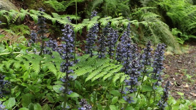 Small Bumblebees fly around and pollenate low-growing purple flowers on forest floor
