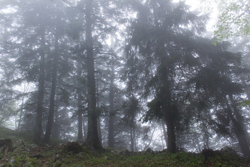 Huge silhouette of evergreen tree  forest tree into fog beautiful scene nature calm harmony strength concept  