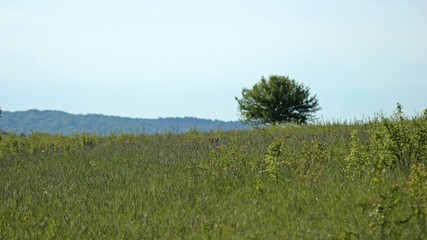 Zwei Feldhasen auf Steppenrasen am Kyffh&auml;user