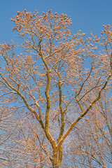 Fantastic sunny autumn morning with frost and snow on last leafs