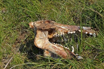 Frisch abgenagter Wildschweinsch&auml;del auf einer Wiese